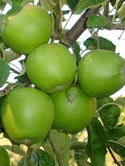 granny smith drvo