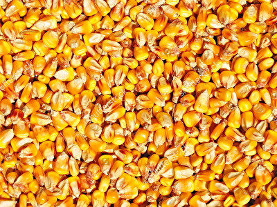 Corn seed